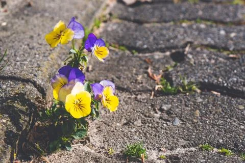 Spring flowers make their way through a stone road Stock Photos