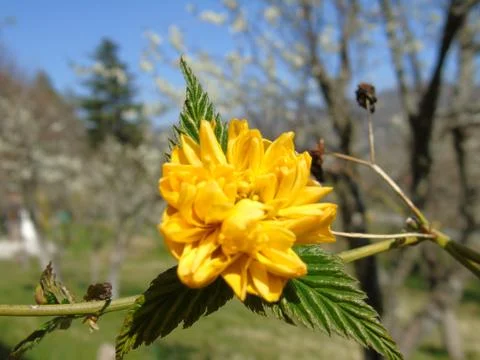 Spring flowers in march Stock Photos