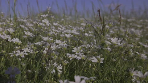 Spring flowers in the meadow, close to 8K Stock Footage 167118620