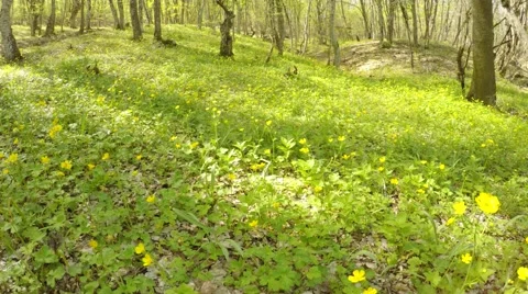 Spring flowers in the meadow Stock Footage 54633258