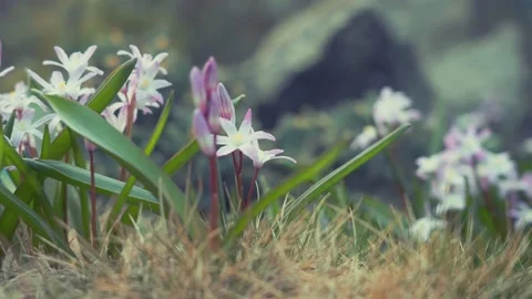 Spring flowers in the meadow. Stock Footage 131858671