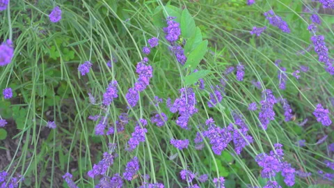 Spring flowers on meadow Stock Footage 145478833