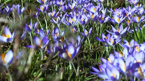 Spring flowers in the meadow. Stock Footage 170256688
