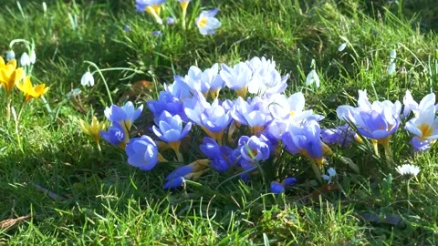 Spring flowers in the meadow. Stock Footage 170256729