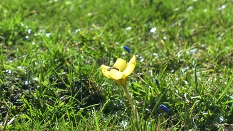 Spring flowers in the meadow. Stock Footage 170256751