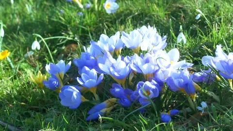 Spring flowers in the meadow. Stock Footage 170256780