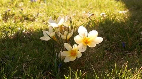 Spring flowers in the meadow. Stock Footage 170256813