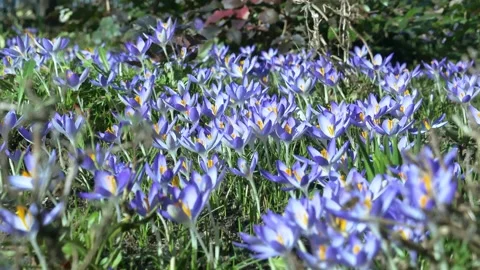 Spring flowers in the meadow. Stock Footage 170257569