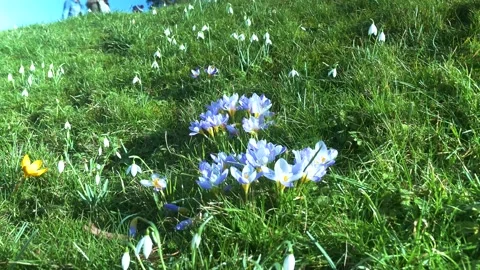 Spring flowers in the meadow. Stock Footage 170257584