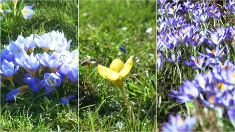 Spring flowers in the meadow. Stock Footage 170257649