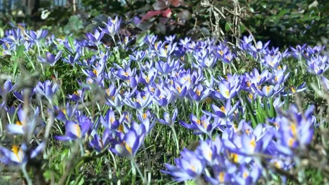 Spring flowers in the meadow. Stock Footage 170257676
