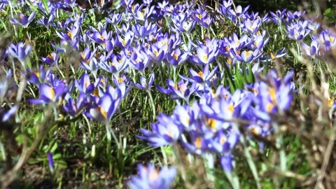 Spring flowers in the meadow. Stock Footage 170257694