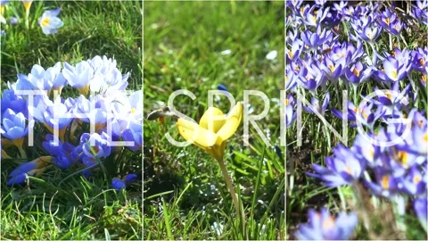 Spring flowers in the meadow. Stock Footage 170257736
