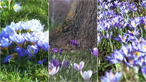 Spring flowers in the meadow. Stock Footage 170257742