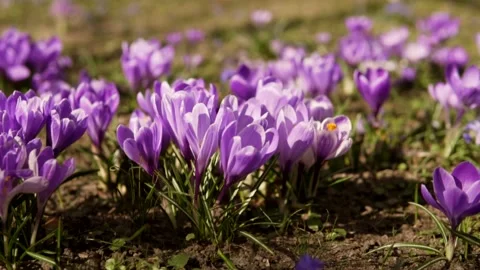 Spring flowers in the meadow. Stock Footage 171829855