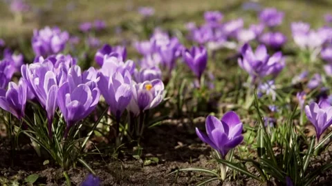 Spring flowers in the meadow. Stock Footage 171830270