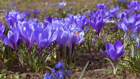Spring flowers in the meadow. Stock Footage 171831410