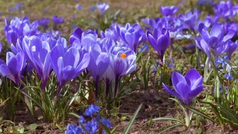 Spring flowers in the meadow. Stock Footage 171831539