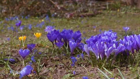 Spring flowers in the meadow. Stock Footage 171831604