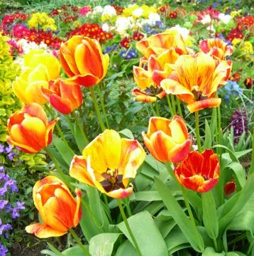 Spring Flowers in a Meadow Stock Photos