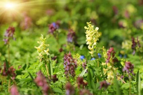 Spring flowers meadow Stock Photos
