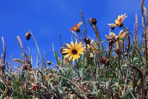 Spring flowers in the meadow Stock Photos