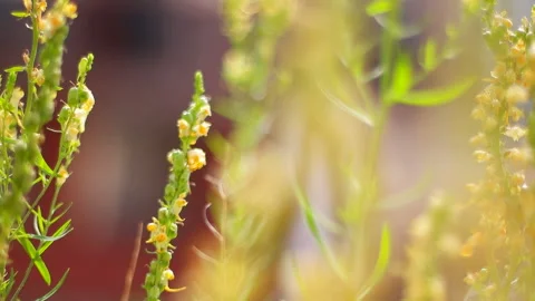 Spring flowers. Media. Close-up of blooming yellow flowers. Beautiful flowers on Stock Footage 142265277