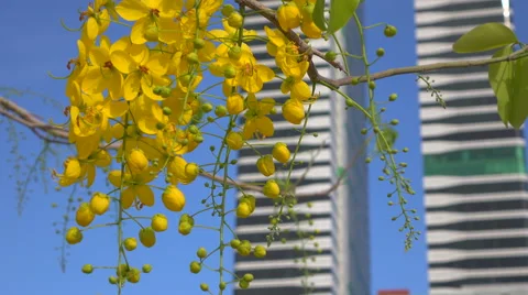 Spring flowers in modern city Stock Footage 61820401