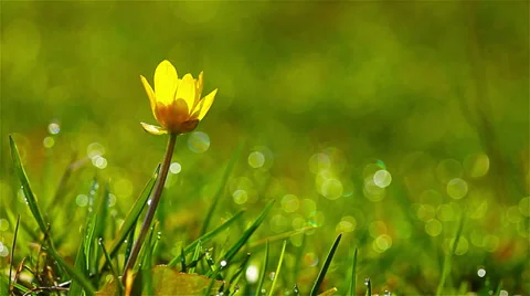 Spring flowers in the morning dew drops. 4K. FULL HD, 4096x2304. Stock Footage 36699904
