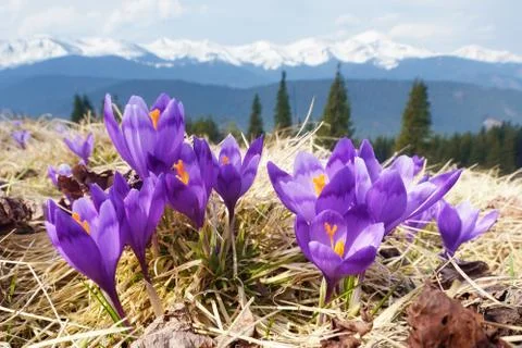 Spring flowers in mountains Stock Photos