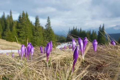 Spring flowers in mountains Stock Photos