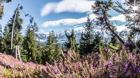 Spring Flowers Mountains Valley View Timelapse 4k Stock Footage 73826943