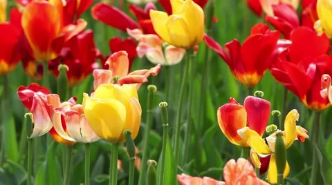 Spring Flowers, Multiple Colored Tulips 스톡 동영상 45359874