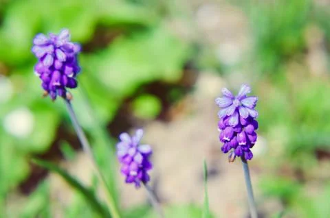 Spring flowers muscari at spring closeup Stock Photos