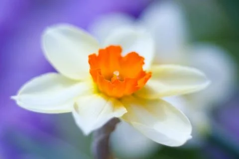 Spring flowers - narcissus close up Foto stock
