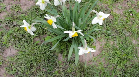 Spring flowers Narcissus Stock Footage 49495261