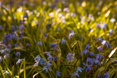 Spring flowers in nature Stock-Fotos