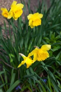 Spring flowers in nature Foto stock