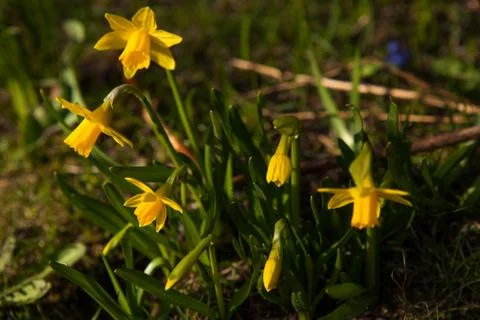 Spring flowers in nature Stock Photos