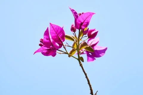 Spring flowers in the nature Stock Photos