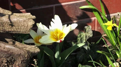 Spring flowers next to a wall 4K Vídeo Stock 48756356