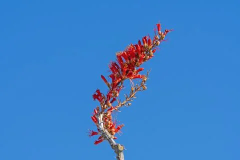 Spring Flowers of an Ocotillo Stock Photos