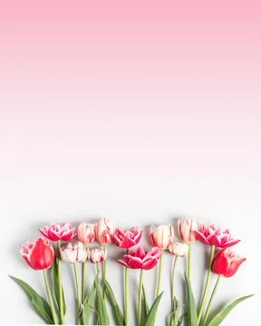 Spring flowers on oink gradient background Stock Photos