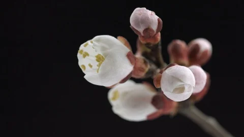 Spring flowers opening. Beautiful Spring Apricot tree blossom open timelapse Stock Footage 107751324