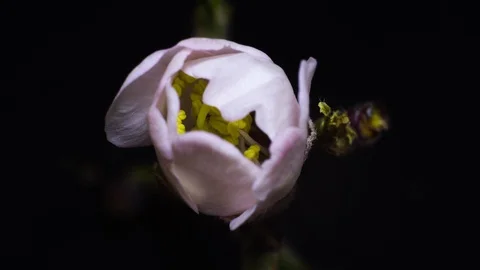 Spring flowers opening. Beautiful Spring Apricot tree blossom open timelapse Stock Footage 124082332
