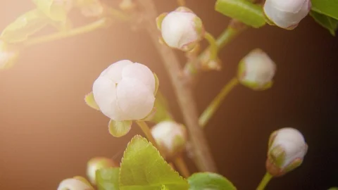 Spring flowers opening. Beautiful Spring Apricot tree blossom open timelapse Stock Footage 127301751