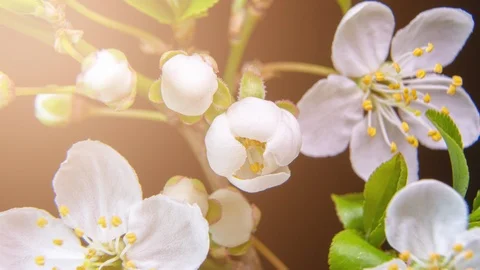 Spring flowers opening. Beautiful Spring Apricot tree blossom open timelapse Stock Footage 127302285