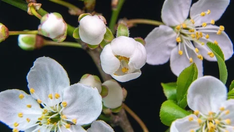 Spring flowers opening. Beautiful Spring Apricot tree blossom open timelapse Stock Footage 127302851