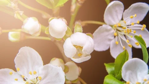 Spring flowers opening. Beautiful Spring Apricot tree blossom open timelapse Stock Footage 127303590