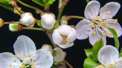 Spring flowers opening. Beautiful Spring Apricot tree blossom open timelapse Stock Footage 127303718